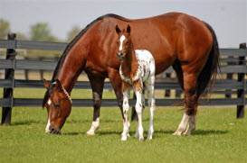 2010 Foals 32510 075