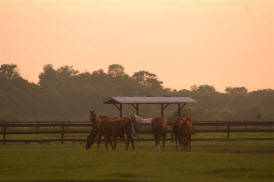 Sunset Ranch Mares June 2010 016