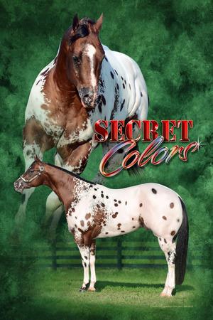 Secret Colors Poster 2012 Secret Colors Poster 2012
